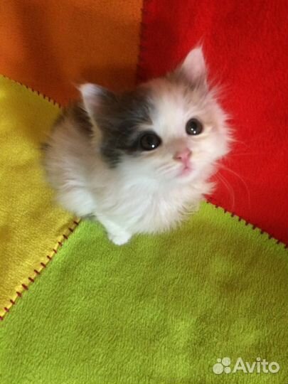 Красивые котята