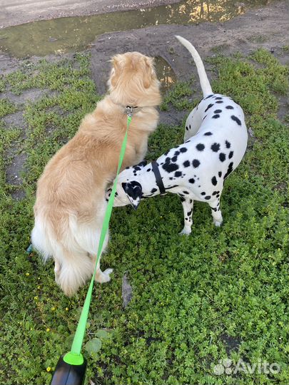 Передержка собак в домашних условиях