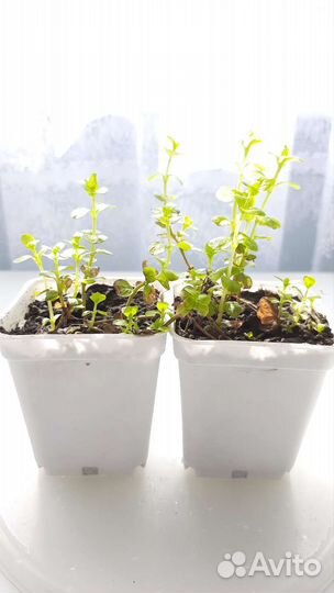 Вербейник монетчатый