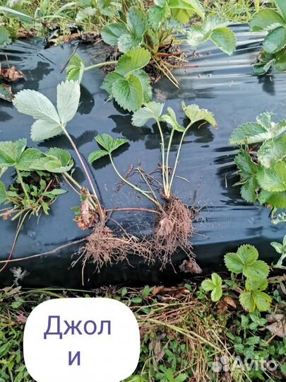 Рассада клубники Азия