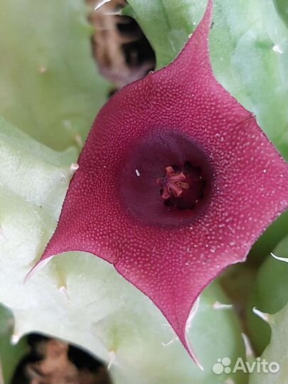 Стапелия, Сеткреазия, Алоэ, Золотой ус, Зебрина др