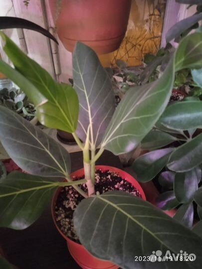 Помощь в озеленении квартиры, дома, офиса