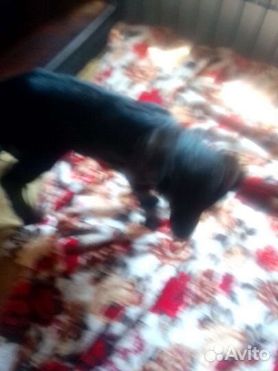 Нубийские козы