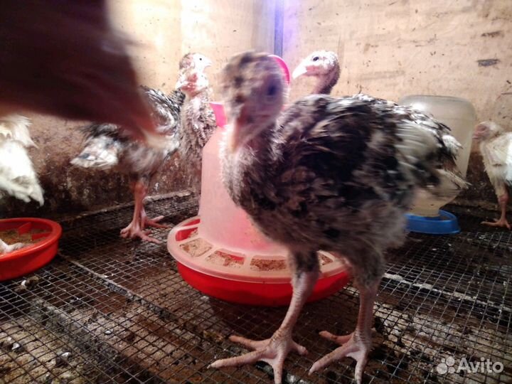 Индюшата бронза 708 и Грей М