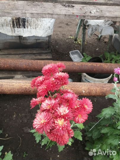 Хризантемы