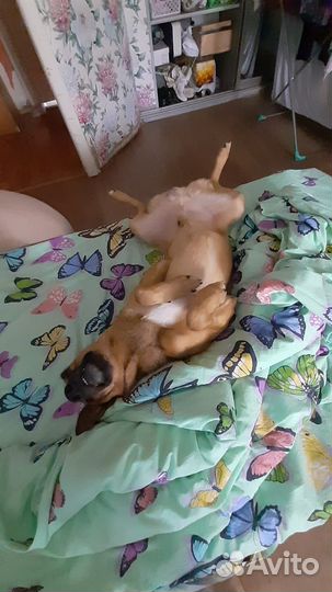 Отдам в добрые руки