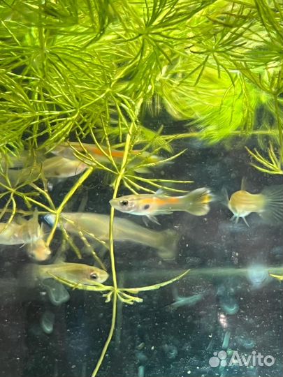 Аквариумные рыбки гуппи