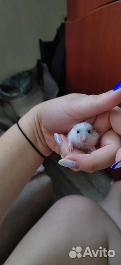 Продам джунгариков