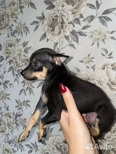 Той-терьер щенки