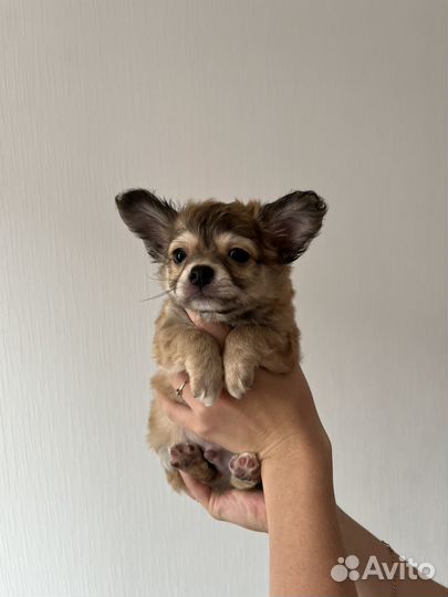 Щенки чихуахуа