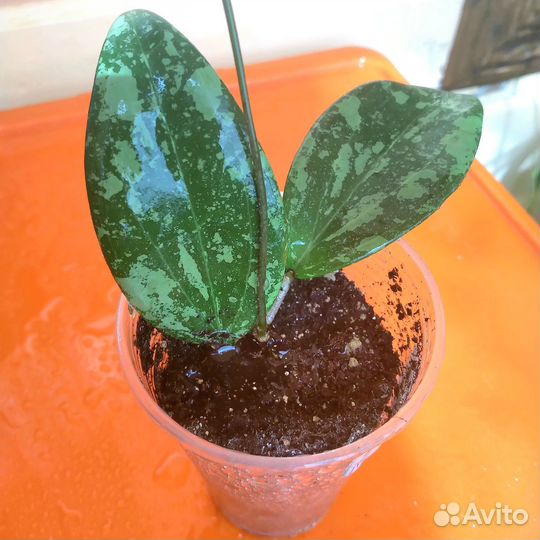 Хойи красивые и неприхотливые