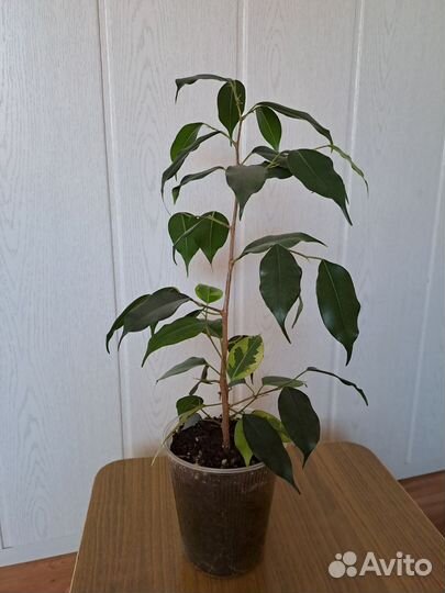Фикус бенджамина