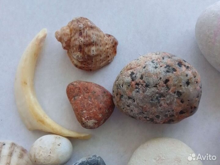 Ракушки и камни. Для декора. Собраны на пляже