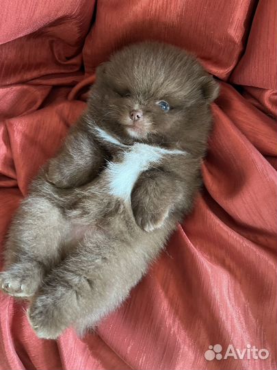 Померанский шпиц (шоколадный мишка)