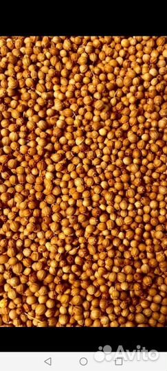 Семена кориандра (кинзы)