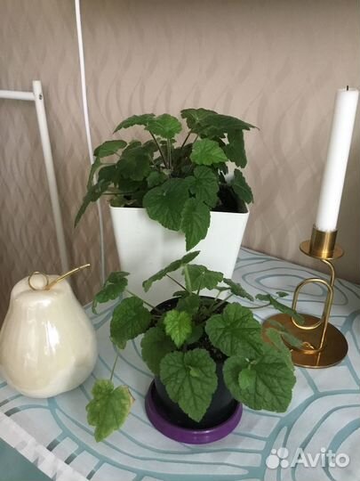 Продам комнатные цветы