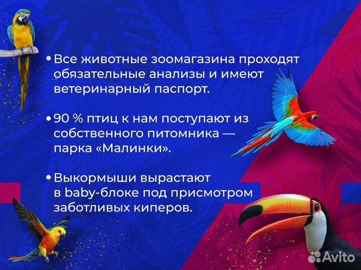 Эклектус (самка)