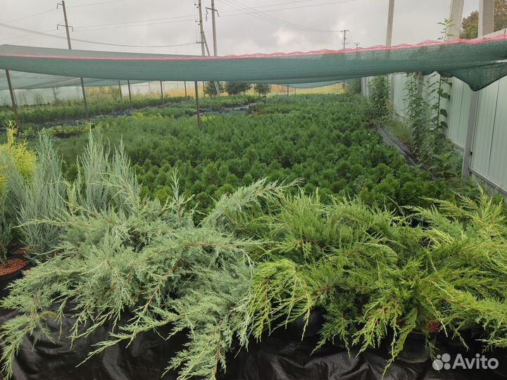 Туи смарагд, Колумна, Брабант. Можжевельники