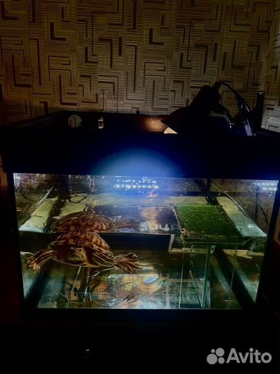 Черепаха с аквариумом