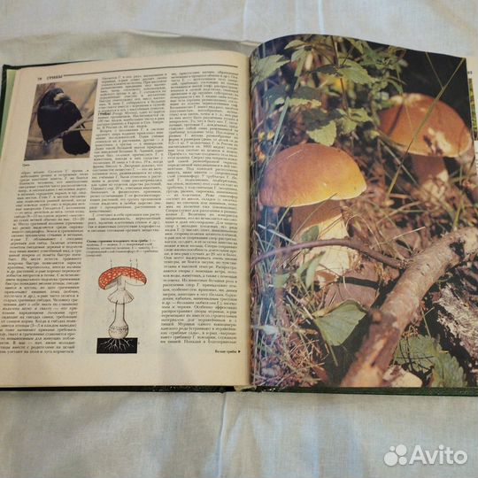 Энциклопедия