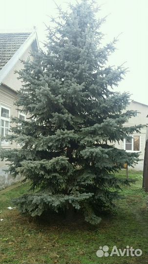 Ель голубая