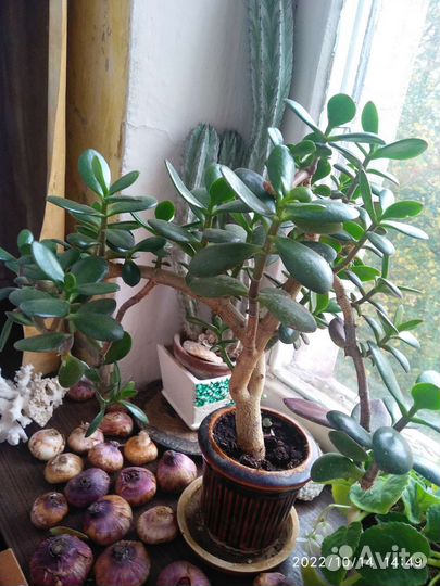 Комнатные цветы, кактусы