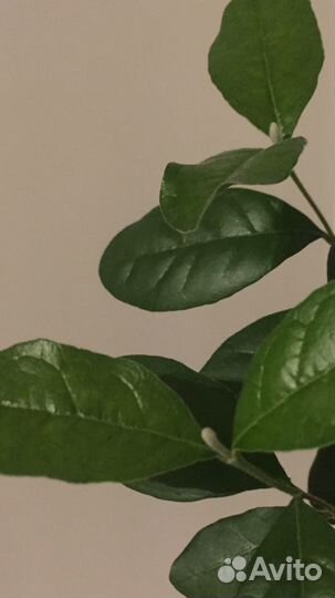 Фейхоа деревце