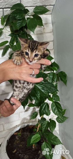 Бенгальские котята