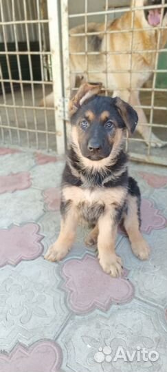 Продаются щенки немецкой овчарки