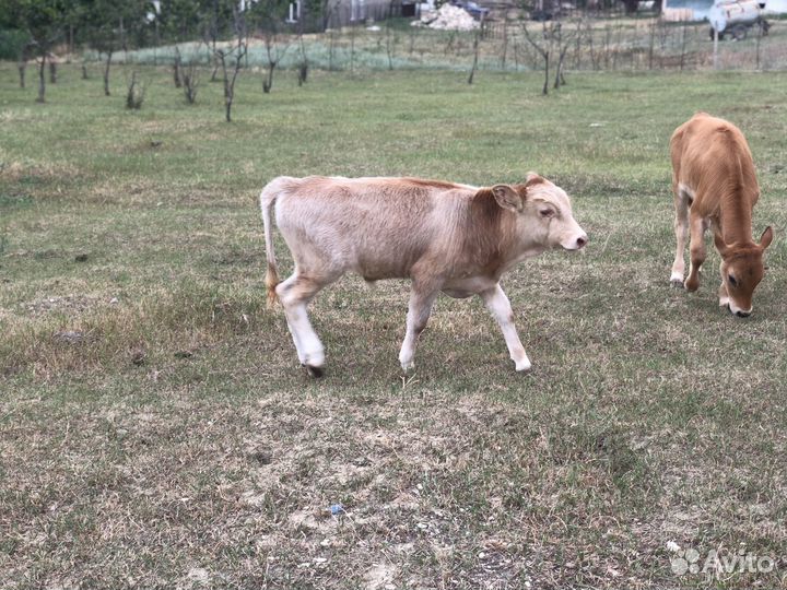 Продаются коровы с телятами