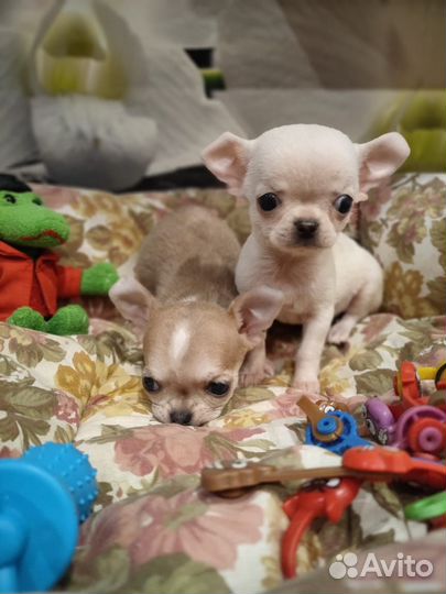 Девочки Микро micro