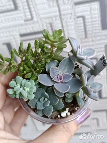 Садик из суккулентов