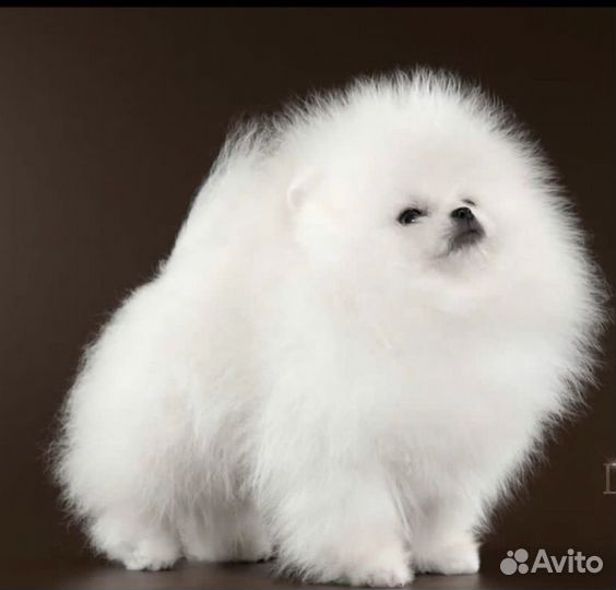 Померанский шпиц мини