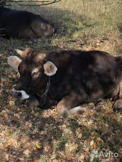 Быки,нетели,телки,дойная корова