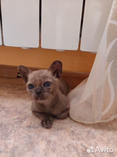 Продам бурманского котенка