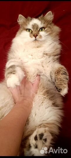 Хан - эффектный красавец 1 год