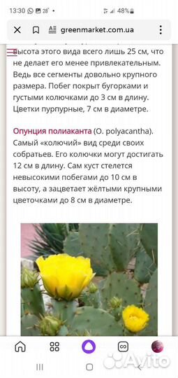 Кактус опунция