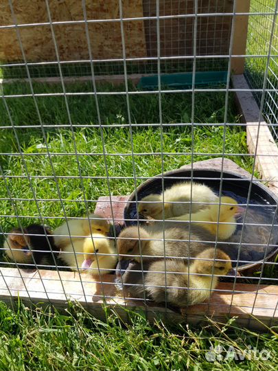 Индоутята подрощенные