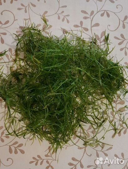 Водоросли для аквариума