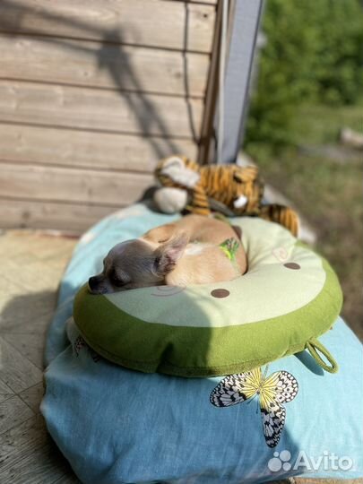 Вязка кобель чихуахуа