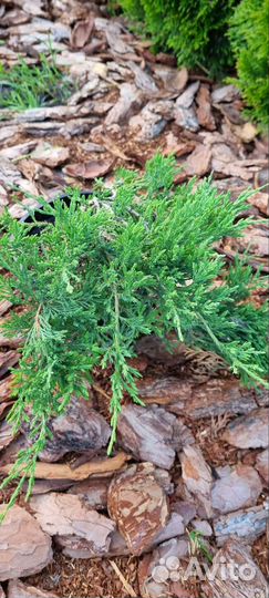 Можжевельник вилтони