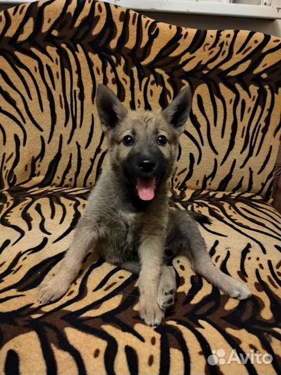 Крутая Кнопочка