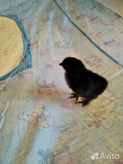 Цыплята породистые