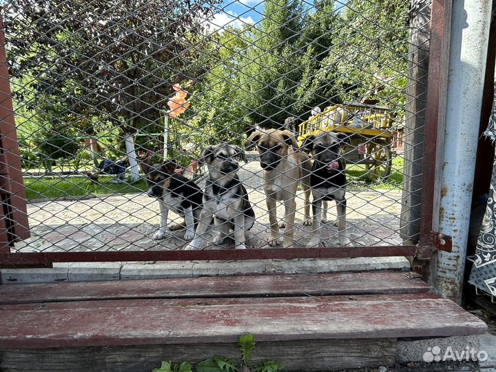 Дворовые собаки