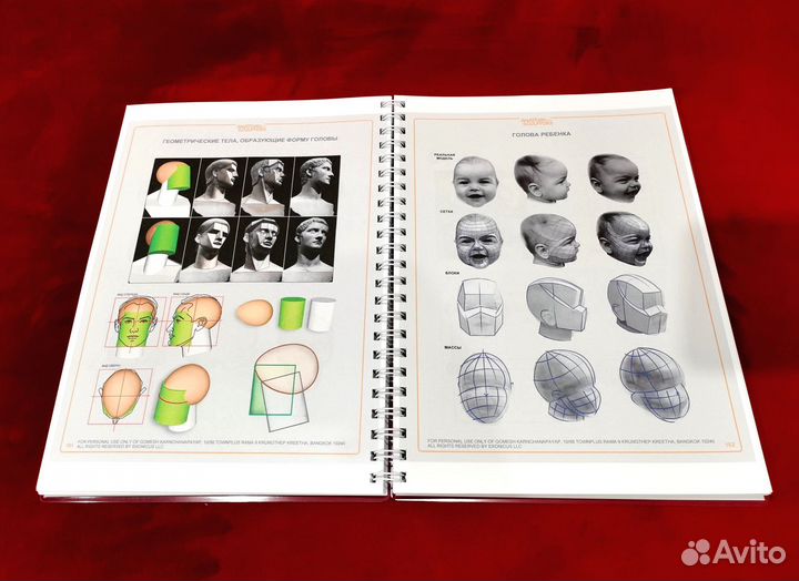 Анатомия для скульпторов