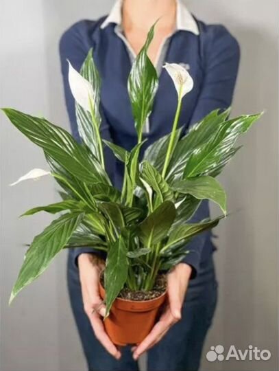Комнатные растения спатифиллум