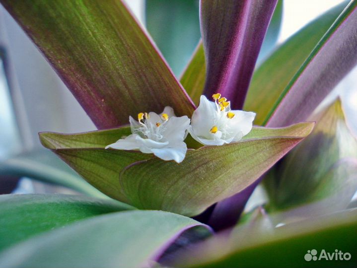Традесканция рэо / комнатные цветы