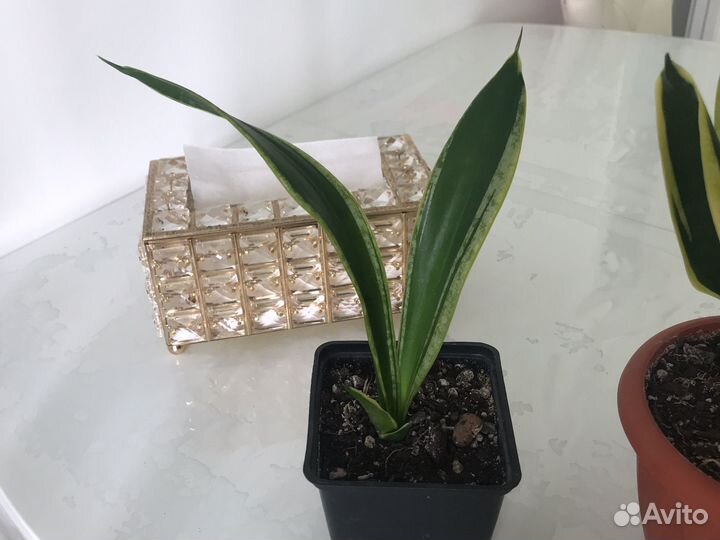 Сансевиерия Блэк голд, Ложки мини, Футура Суперба