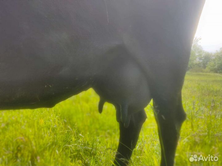 Корова дойная