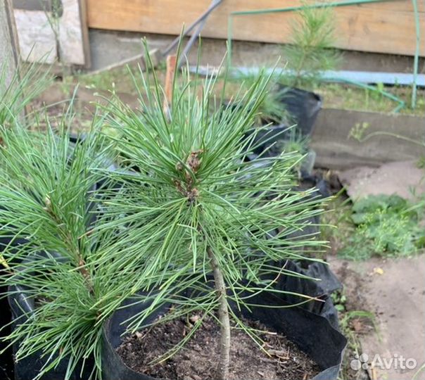 Саженцы кедра